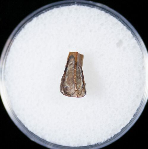 Hadrosaur Tooth - Two Medicine Formation #14822